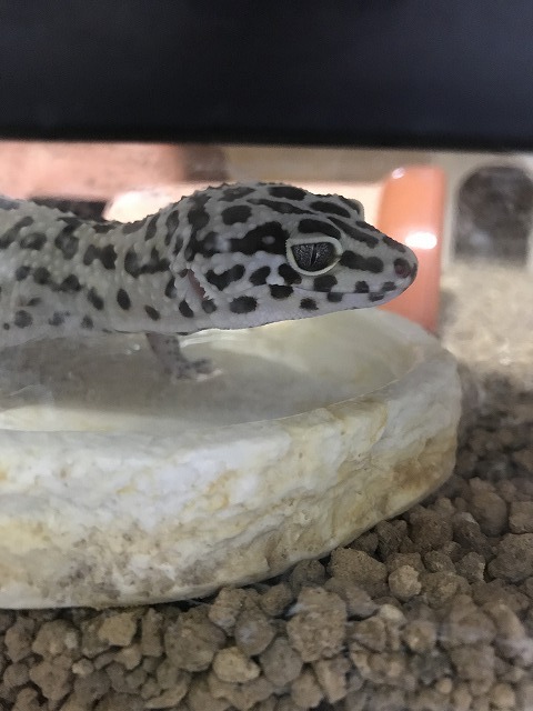 クレス　 爬虫類　ゲージ　状態良好です。 クレステッドゲッコーケージの選び方とレイアウトガイド